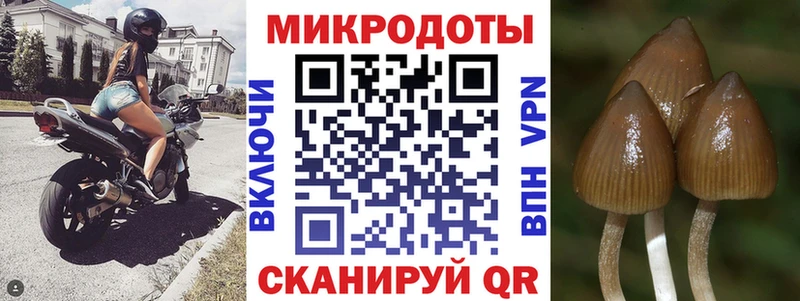 Купить  Куртамыш  Галлюциногенные грибы MAGIC MUSHROOMS 